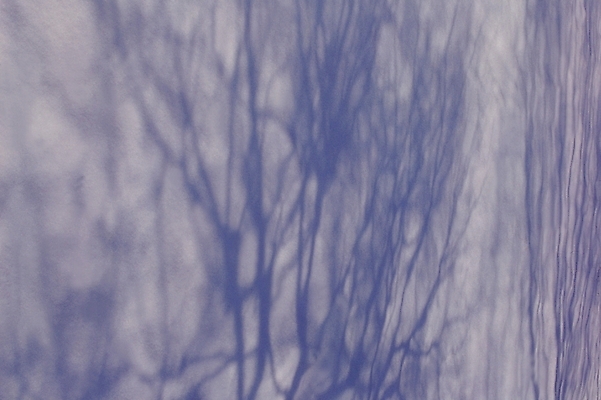 포토 JPG 주간 나무 식물 백그라운드 자연 갈대 그림자 풍경 사람없음 야외 가을 나뭇가지 고독 마른잎 국내포토 자연요소 계절 감정 잎 생태계 파일형식