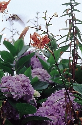 포토 JPG 식물 꽃 줄기 여러송이 백그라운드 잎 꽃밭 여름꽃 자연 사람없음 야외 여름 백합 수국 라일락 나리 나리꽃 참나리 국내포토 계절 다수 생태계 파일형식 여름_계절