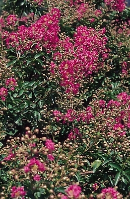 포토 JPG 식물 꽃 분홍색 여러송이 백그라운드 잎 자연 사람없음 봄 철쭉 진분홍색 철쭉나무 국내포토 나무 계절 컬러 다수 생태계 파일형식