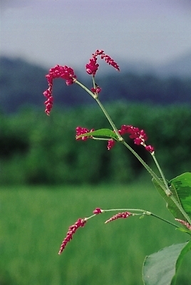포토 JPG 주간 식물 꽃 줄기 분홍색 백그라운드 잎 자연 산 논 풍경 사람없음 야외 빨간색 여름 들꽃 정열 국내포토 자연요소 계절 컬러 농업 생태계 파일형식