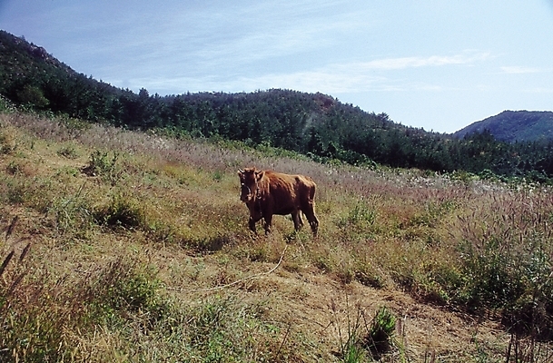 포토 JPG 주간 동물 척추동물 한마리 육지동물 포유류 하늘 산 초원 사람없음 야외 가축 목초지 목장 소 방목 황소 한우 암소 국내포토 자연요소 1 소고기 축산업 암컷 파일형식 초원_자연