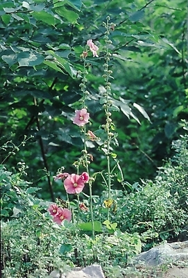 포토 JPG 식물 접시 꽃 줄기 분홍색 백그라운드 잎 여름꽃 자연 사람없음 여름 접시꽃 국내포토 식기 계절 컬러 생태계 파일형식 여름_계절