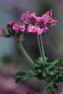 포토 JPG 식물 꽃 화초 줄기 백그라운드 잎 자연 사람없음 보라색 난초 난초꽃 양난 국내포토 컬러 생태계 파일형식