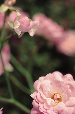 포토 JPG 식물 꽃 화초 줄기 분홍색 여러송이 백그라운드 봄꽃 자연 사람없음 작약 함박꽃 국내포토 컬러 다수 봄 생태계 파일형식