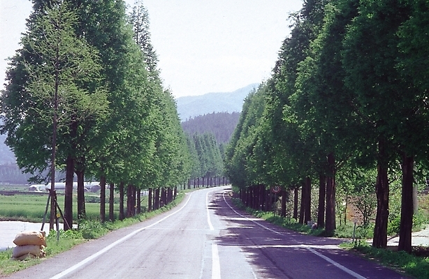 포토 JPG 주간 나무 식물 시설물 현대건축 건축 도로 백그라운드 하늘 풍경 사람없음 야외 여름 산책로 가로수 나무길 국내포토 자연요소 건축물 계절 길 교통시설 파일형식