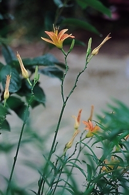 포토 JPG 주간 식물 꽃 화초 백그라운드 잎 꽃밭 여름꽃 자연 사람없음 야외 들꽃 백합 나리 나리꽃 국내포토 자연요소 생태계 파일형식 여름_계절