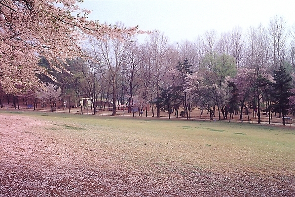포토 JPG 주간 식물 공원 꽃 백그라운드 하늘 풍경 사람없음 야외 벚꽃 벚나무 동산 체리꽃 국내포토 자연요소 나무 공공시설 파일형식