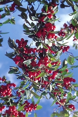 포토 JPG 나무 식물 구름 백그라운드 잎 과일 자연 하늘 사람없음 빨간색 봄 앵두 앵두나무 국내포토 자연요소 계절 열매 컬러 생태계 파일형식