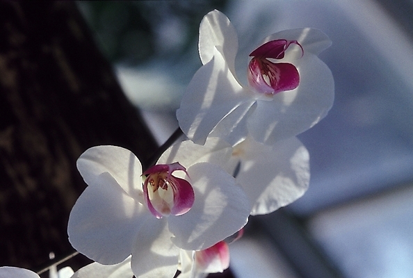 포토 JPG 주간 식물 꽃잎 꽃 백그라운드 자연 사람없음 야외 흰색 난초 양난 국내포토 자연요소 컬러 생태계 파일형식