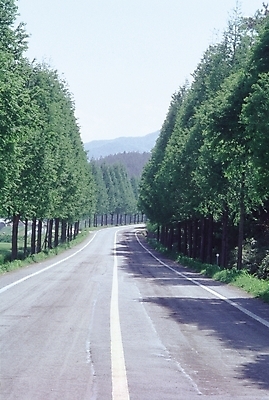 포토 JPG 주간 나무 식물 시설물 현대건축 건축 도로 백그라운드 하늘 풍경 사람없음 야외 산책로 나무길 드라이브코스 국내포토 자연요소 건축물 길 교통시설 파일형식