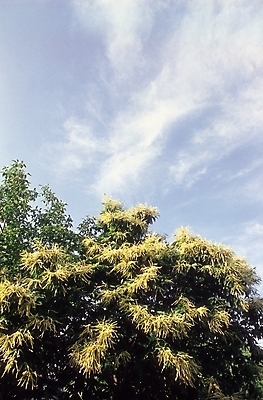 포토 JPG 주간 나무 식물 구름 꽃 백그라운드 하늘 풍경 사람없음 야외 노란색 봄 밤나무 국내포토 자연요소 계절 컬러 밤_견과류 파일형식