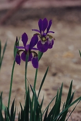 포토 JPG 식물 꽃 여러송이 백그라운드 잎 자연 사람없음 보라색 흙 땅 아이리스 붓꽃 창포꽃 국내포토 컬러 다수 생태계 파일형식