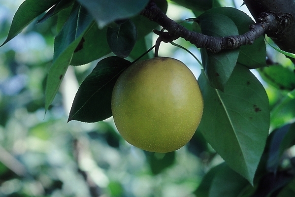포토 JPG 주간 식물 백그라운드 잎 과일 자연 사람없음 야외 농작물 가을 배 먹골배 배나무 국내포토 자연요소 나무 계절 농업 배_과일 생태계 파일형식
