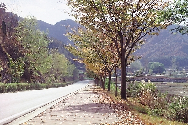 포토 JPG 주간 나무 식물 시설물 현대건축 건축 도로 백그라운드 단풍 자연 하늘 산 풍경 사람없음 야외 산책로 가로수 시골길 드라이브코스 국내포토 자연요소 건축물 길 잎 교통시설 생태계 파일형식