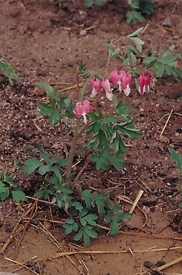 포토 JPG 주간 식물 꽃 줄기 백그라운드 잎 봄꽃 자연 사람없음 야외 흙 봄 들꽃 땅 금낭화 국내포토 자연요소 계절 생태계 파일형식