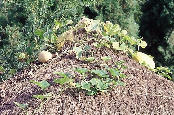포토 JPG 주간 나무 식물 시설물 건축 고건축 잎 한국건축 자연 호박 지붕 한국 초가집 풍경 사람없음 야외 동양건축 덩굴 호박잎 국내포토 자연요소 건축물 아시아 채소 한옥 생태계 파일형식 동양