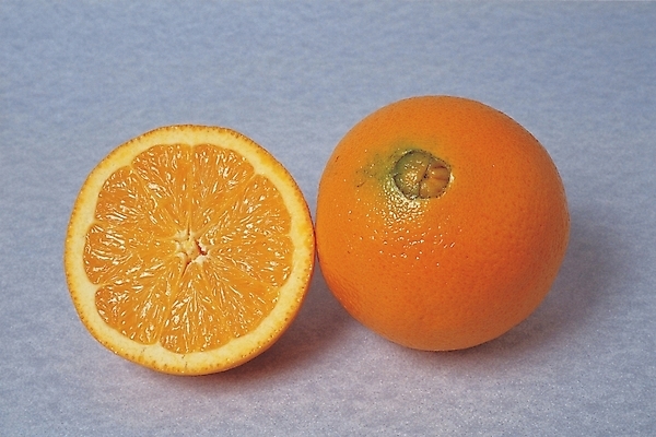 포토 JPG 식물 오렌지 과일 귤 사람없음 농작물 귤껍질 제철과일 국내포토 농업 껍질 제철 파일형식