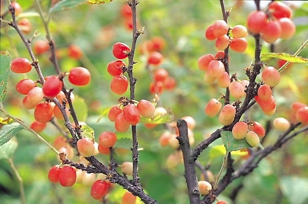 포토 JPG 주간 식물 열매 백그라운드 과일 자연 사람없음 야외 빨간색 농작물 나뭇가지 앵두 입술 나무열매 앵두나무 국내포토 자연요소 나무 컬러 농업 신체부위 생태계 파일형식