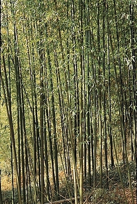 포토 JPG 주간 나무 식물 백그라운드 잎 자연 풍경 사람없음 야외 숲 대나무 아스파라거스 죽도 대나무숲 죽염 국내포토 자연요소 채소 생태계 검도용품 파일형식