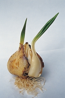 포토 JPG 식물 채소 식재료 자연 마늘 사람없음 새싹 마늘싹 마늘장아찌 마늘쪽 마늘종 국내포토 줄기 생태계 장아찌 파일형식