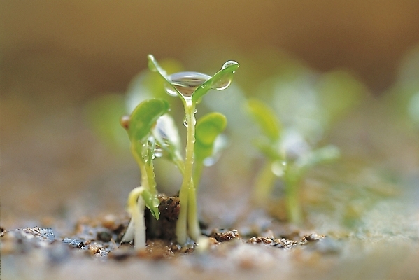 포토 JPG 식물 백그라운드 자연 씨앗 근접촬영 사람없음 새싹 풀 꽃눈 싹수 어린잎 국내포토 뷰포인트 잎 생태계 파일형식