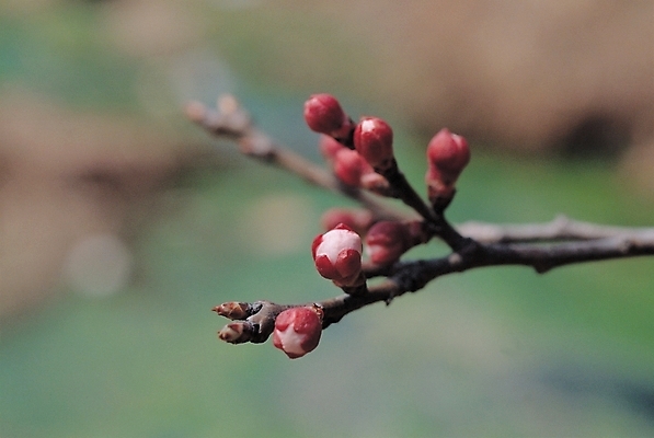 포토 JPG 주간 식물 백그라운드 자연 사람없음 야외 빨간색 새싹 나뭇가지 꽃봉오리 봉오리 국내포토 자연요소 나무 꽃 컬러 생태계 파일형식