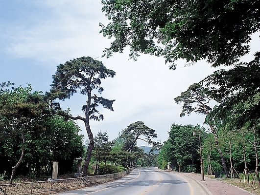 포토 JPG 주간 나무 구름 시설물 현대건축 건축 도로 길 백그라운드 하늘 풍경 사람없음 야외 숲 가로수 산길 수목원길 국내포토 자연요소 식물 건축물 교통시설 파일형식