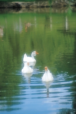 포토 JPG 주간 동물 척추동물 호수 야생동물 조류 오리 세마리 사람없음 야외 수영 거위 국내포토 자연요소 3 수상스포츠 파일형식