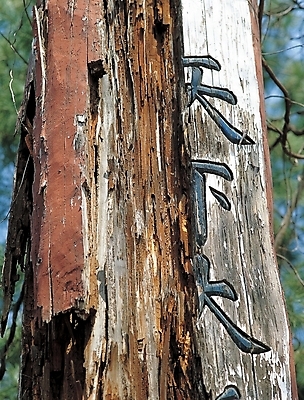 포토 JPG 주간 나무 식물 전통 종교 조각 종교용품 사람없음 야외 무속 무속신앙용품 장승 나무조각 천하대장군 조각_조소 국내포토 자연요소 목재 조소 파일형식