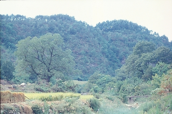 포토 JPG 주간 나무 식물 백그라운드 농업 자연 산 논 풍경 사람없음 야외 정상 숲 언덕 산봉우리 국내포토 자연요소 산업 생태계 봉우리 파일형식