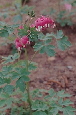 포토 JPG 식물 꽃 줄기 백그라운드 잎 봄꽃 자연 사람없음 흙 땅 금낭화 국내포토 봄 생태계 파일형식