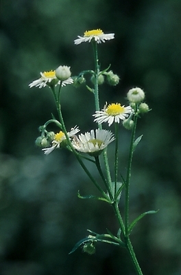 포토 JPG 식물 꽃 줄기 여러송이 백그라운드 여름꽃 자연 생물 사람없음 개망초 국내포토 다수 생태계 파일형식 여름_계절