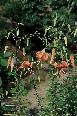 포토 JPG 식물 꽃 줄기 백그라운드 잎 여름꽃 자연 생물 사람없음 백합 꽃봉오리 참나리 국내포토 생태계 파일형식 여름_계절