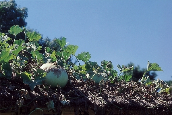 포토 JPG 주간 식물 채소 식재료 자연 하늘 호박 지붕 생물 사람없음 야외 농작물 덩굴 호박넝쿨 호박잎 국내포토 자연요소 잎 농업 생태계 파일형식