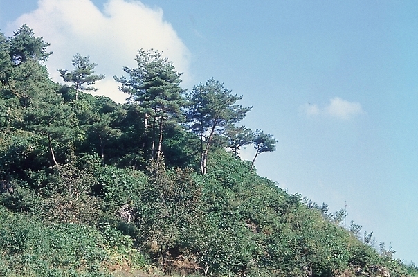 포토 JPG 주간 나무 식물 구름 백그라운드 자연 하늘 산 풍경 사람없음 야외 등산 정상 숲 언덕 고지 국내포토 자연요소 트래킹 생태계 파일형식