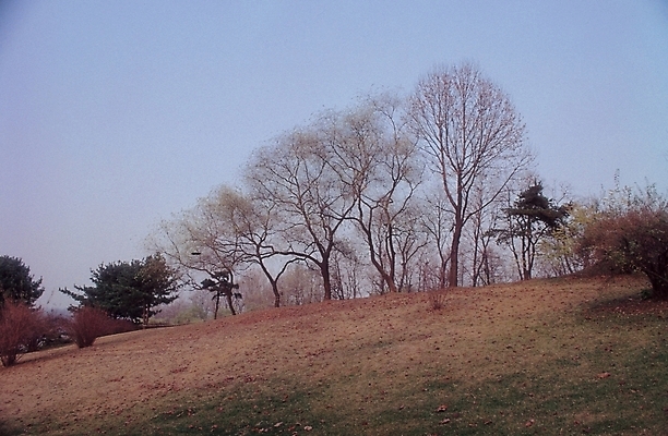 포토 JPG 주간 나무 식물 백그라운드 하늘 풍경 사람없음 야외 풀 언덕 고지 산등지 국내포토 자연요소 파일형식