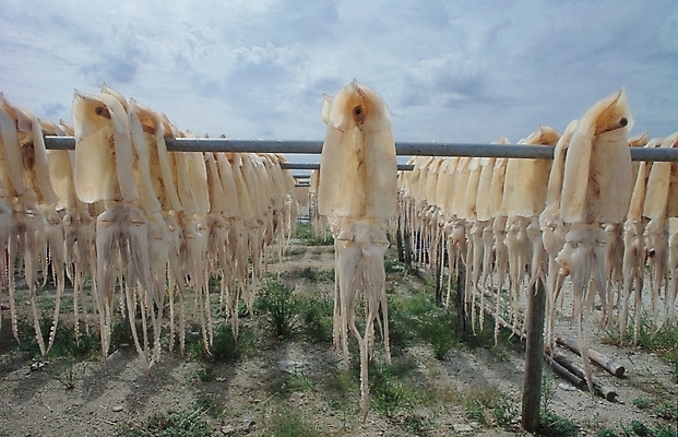 포토 JPG 주간 구름 하늘 건조 어업 사람없음 야외 가득함 해산물 오징어 건조대 말린오징어 국내포토 자연요소 산업 연체동물 수중동물 파일형식