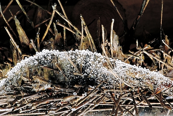 포토 JPG 식물 백그라운드 자연 생물 사람없음 볏짚 곰팡이 국내포토 짚 생태계 파일형식