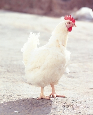 포토 JPG 주간 동물 척추동물 한마리 조류 사람없음 야외 계란 가축 닭 부리 수탉 벼슬 국내포토 자연요소 1 알 수컷 파일형식