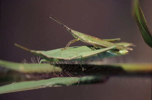 포토 JPG 주간 식물 동물 줄기 곤충 두마리 절지류 자연 생물 사람없음 야외 벌레 방아깨비 국내포토 자연요소 2 생태계 파일형식