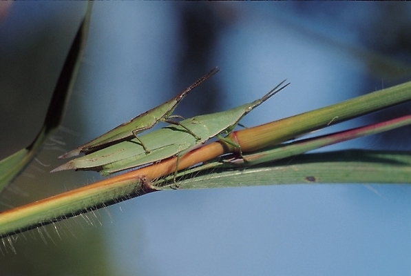 포토 JPG 주간 식물 동물 줄기 곤충 잎 두마리 절지류 자연 생물 사람없음 야외 벌레 방아깨비 국내포토 자연요소 2 생태계 파일형식