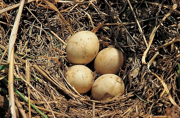 포토 JPG 주간 백그라운드 근접촬영 사람없음 야외 계란 알 둥지 새알 국내포토 자연요소 뷰포인트 파일형식