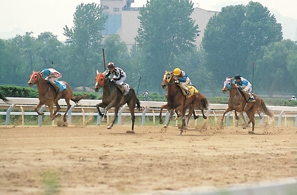 포토 JPG 주간 동물 척추동물 육지동물 포유류 사람 경기 야외 레포츠 말_동물 기수 경마 경마장 국내포토 자연요소 스포츠 레저 파일형식