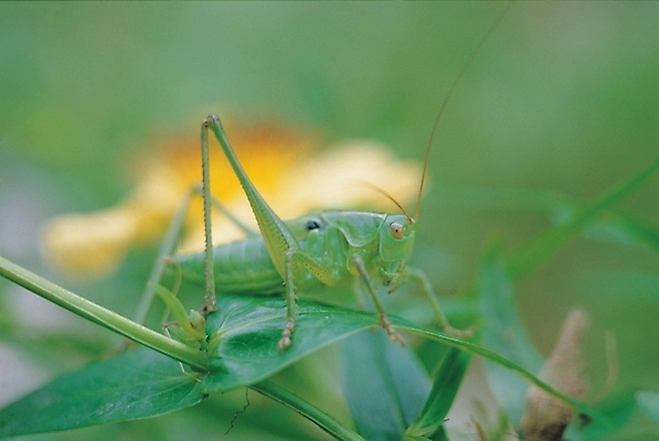 포토 JPG 주간 동물 한마리 곤충 절지류 자연 생물 사람없음 야외 메뚜기 여치 국내포토 자연요소 1 생태계 파일형식