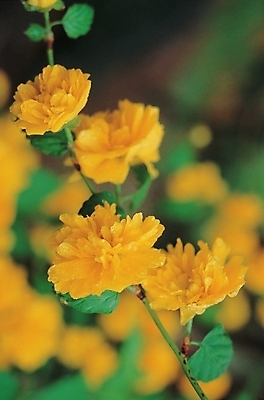 포토 JPG 식물 꽃 줄기 여러송이 백그라운드 잎 자연 생물 사람없음 노란색 죽도화 죽도화나무 황매화 죽단화 국내포토 나무 컬러 다수 생태계 파일형식