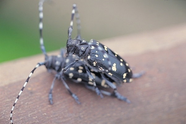 포토 JPG 주간 나무 식물 동물 곤충 두마리 절지류 생물 사람없음 야외 짝짓기 하늘소 국내포토 자연요소 2 파일형식