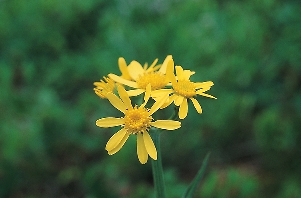포토 JPG 식물 꽃 백그라운드 자연 생물 가을꽃 사람없음 들꽃 감국 국내포토 생태계 파일형식 가을_계절