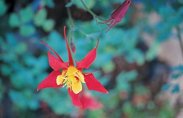 포토 JPG 식물 꽃 백그라운드 잎 한송이 봄꽃 자연 사람없음 들꽃 매발톱꽃 국내포토 1 봄 생태계 송이 파일형식