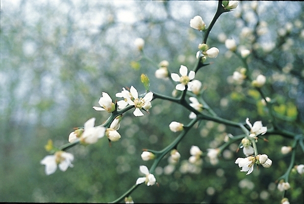 포토 JPG 주간 나무 식물 꽃 여러송이 백그라운드 자연 사람없음 야외 흰색 나뭇가지 탱자 탱자나무 국내포토 자연요소 열매 컬러 다수 생태계 파일형식