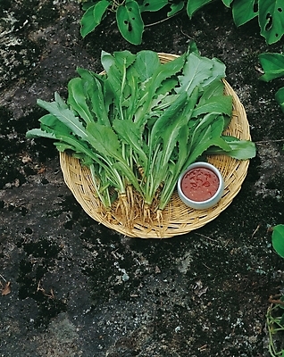 포토 JPG 주간 식재료 사람없음 야외 농작물 소쿠리 쌈장 땅바닥 열무 국내포토 자연요소 농업 바닥 바구니 양념 무 파일형식
